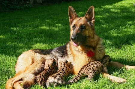 ~Precious Love~ - german shephard, feeding, babies, dog, cubs, grass, love, sweet, precious, cheetahs, pet, cute, mother, animals