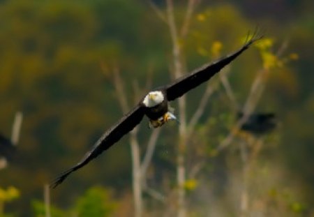 Majestic Flight - eagle, nature, bald, wings