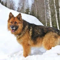 german shepherd in snow