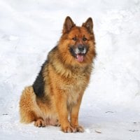 german shepherd in snow