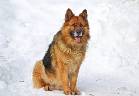 german shepherd in snow - shepperd, german, snow, dog