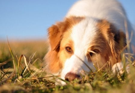 puppy - fields, grass, puppy, dog