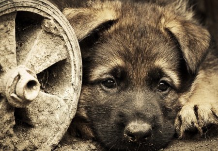 cute puppy - cute, puppy, dogs, wheel