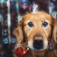 dog blowing bubbles