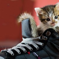 cute kitten