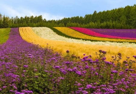 colorful field - field, floer, color, grass