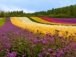 colorful field