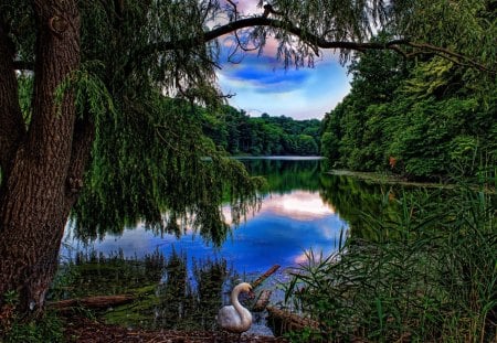 blue lake - lake, forest, water, tree