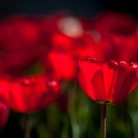 Red Tulips