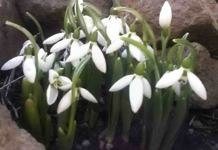 snowdrops - snowdrops, garden, spring, winter