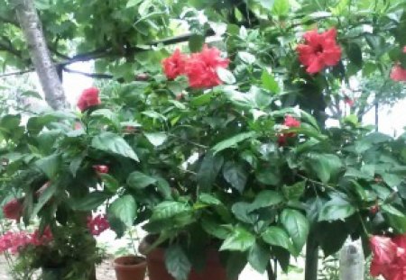 Japanese rose - japanese rose, garden, red, tree