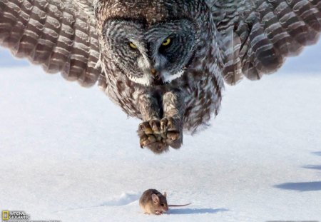 life is life :( - nature, animals, owl, mouse, birds