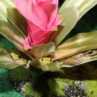 GREEN TREE FROG IN BROMELIAD