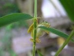 BAMBOO WITH GREEN TREE FROG