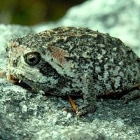 CAPE MOUNTAIN RAIN FROG