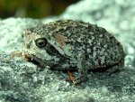 CAPE MOUNTAIN RAIN FROG