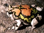 MALAGASY RAINBOW FROG