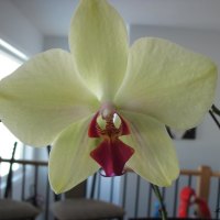 Yellow Orchid