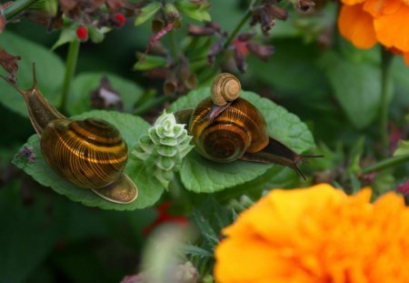 Snails family - flower, funny, cute, snails, yellow, adorable, garden, family, leaf, orange, nature, green