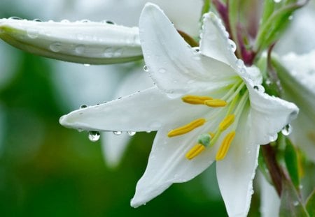 White lily - water, yellow, beauty, lily, white, nature, dew, green, garden