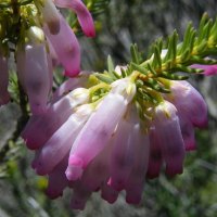 MAMMOSA FLOWER