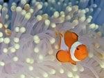 Anemonefish (Clownfish)