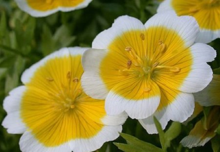 POACHED EGG FLOWER - white, pretty, yellow, flower