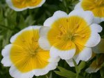 POACHED EGG FLOWER