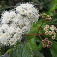 AGERATINA ADENOPHORA FLOWER