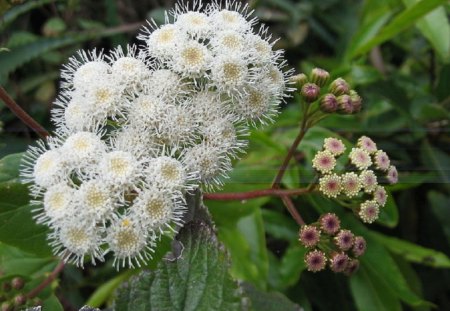 AGERATINA ADENOPHORA FLOWER - flowers, white, nature, pretty