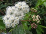 AGERATINA ADENOPHORA FLOWER