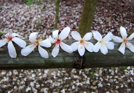 Tung Blossom - flowers, white, Tung Blossom, beautiful, fallen flowers