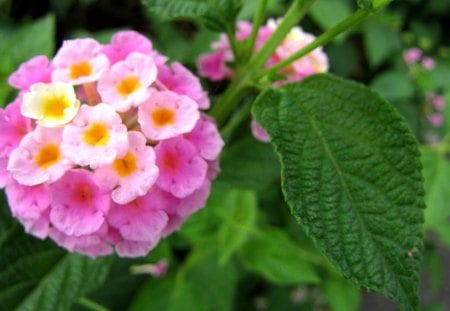 Lantana camara - Evergreen shrub, pretty, flower, pink