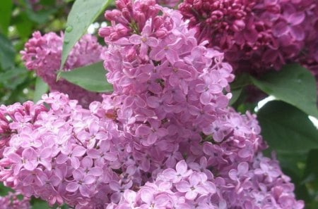 lilacs - lilacs, beauty, pretty, bloom, tree, shurb, yard, spring