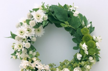 ranunkulyus - white, leaves, round, wreath, green