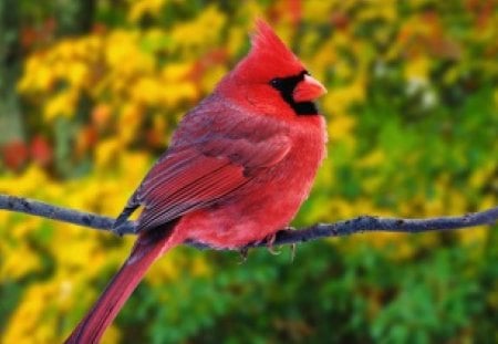 red cardinal - northen, cardinal, birds, red