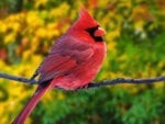 red cardinal