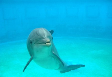 Dolphin - awesome, sweet, adorable, cute