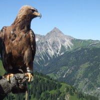 Majestic Golden Eagle