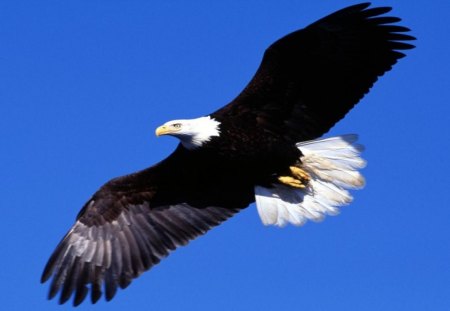 The Bald Eagle flies - wings, majestic, raptor, nature