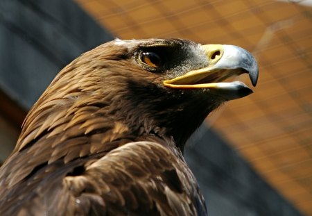 Golden Eagle Portrait - nature, wildlife, european, raptor