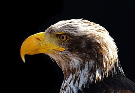 Bald Eagle's Portrait - raptor, nature, wildlife, majestic