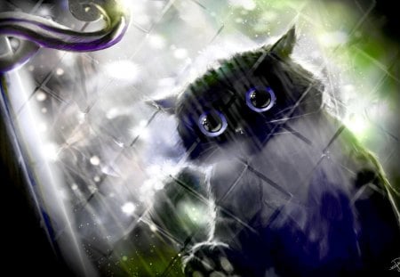 CAT - desktop, cats, wallpaper, animals, artwork