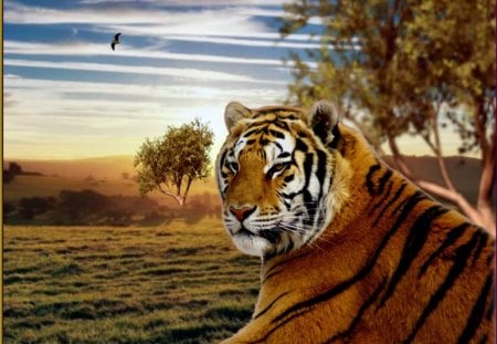 Big cat - tiger, tree, sky, cat