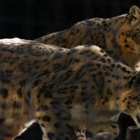 Snow Leopards