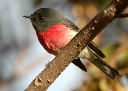 ROSE ROBIN - robin, cute, bird, little