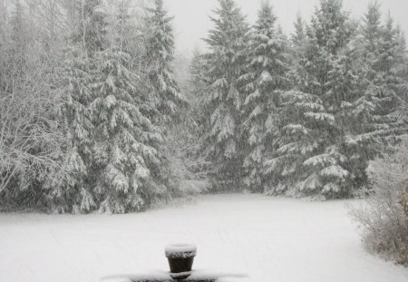 Snow on Trees in the Back of the House - Trees, backyard, Snow, outside