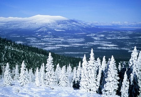 winter - winter, tree, mountain, snow