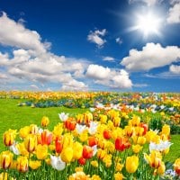 Field of tulips