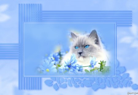 White Cat - pretty, blue, beautiful, portrait, cat, flowers, white, digital, cute, animals, kitty